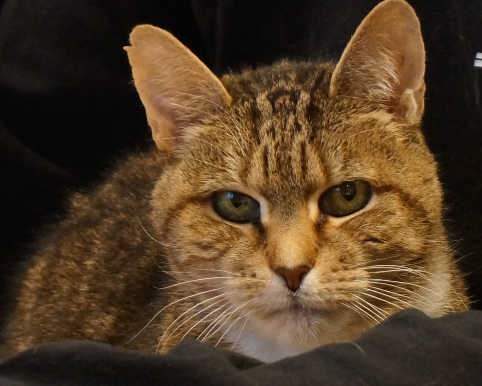 DSC04721 2 VETERINARY HOSPITAL