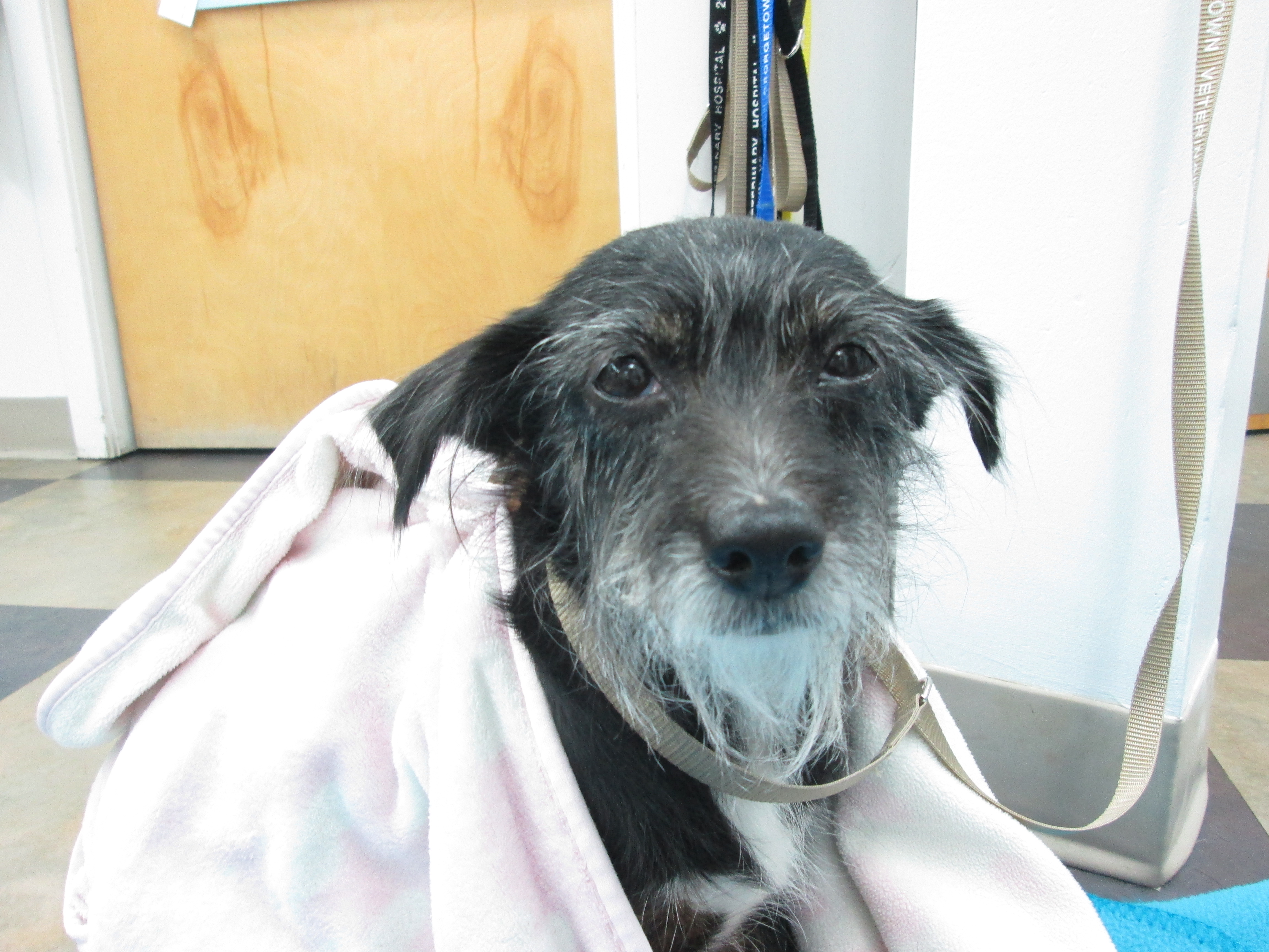 IMG_2991 VETERINARY HOSPITAL