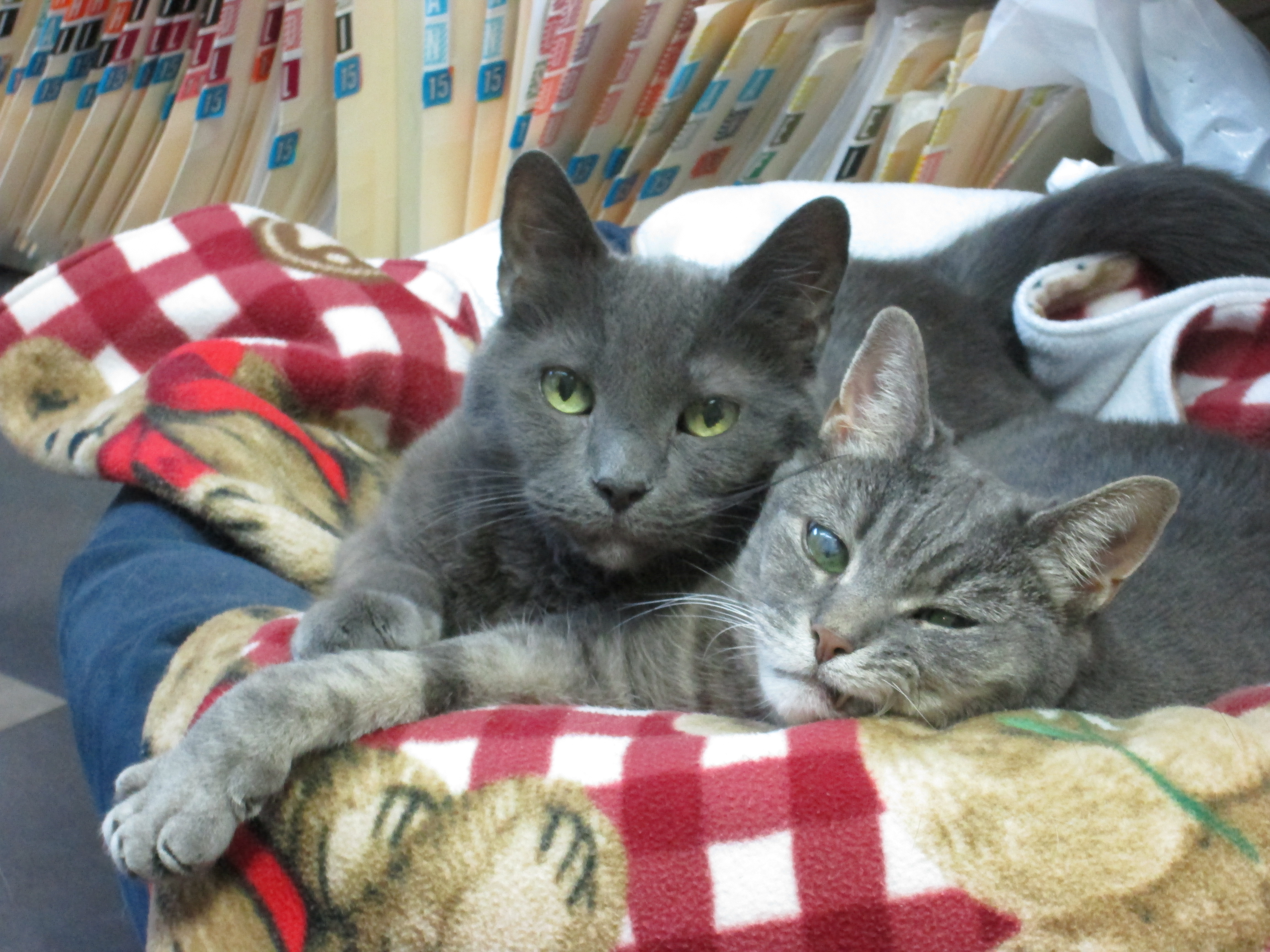 IMG_3676 VETERINARY HOSPITAL