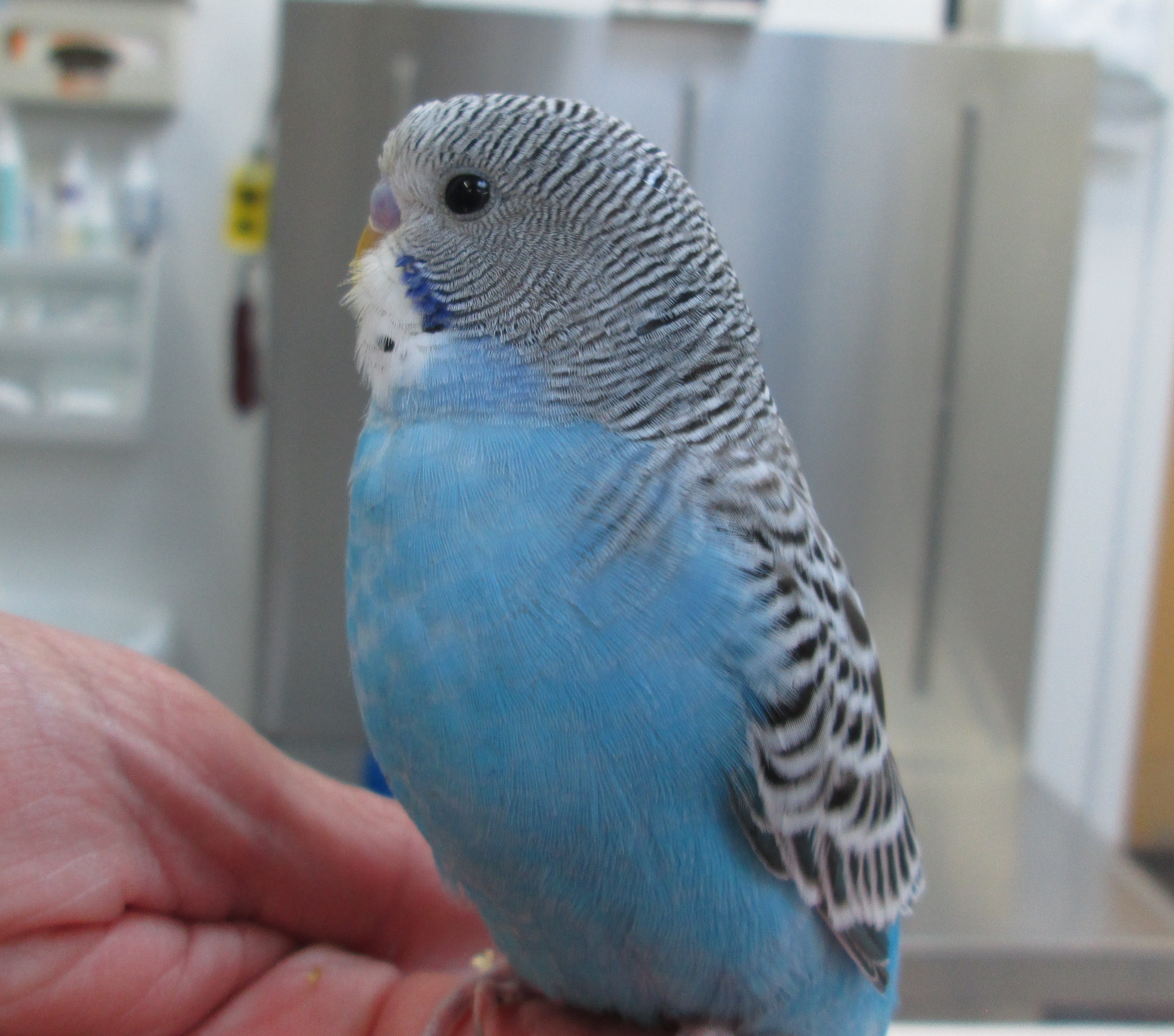 IMG_3713 VETERINARY HOSPITAL