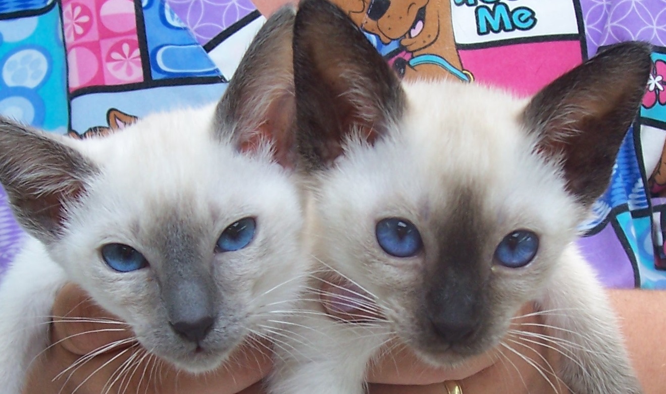 000_0784 VETERINARY HOSPITAL