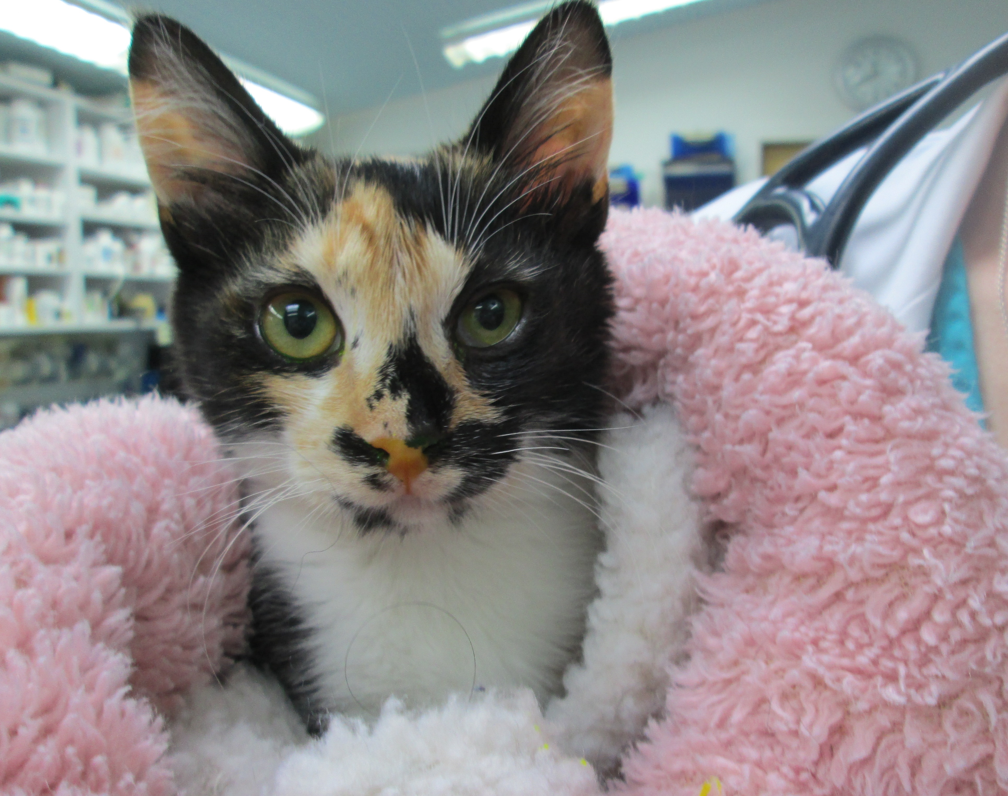 img_3802 VETERINARY HOSPITAL